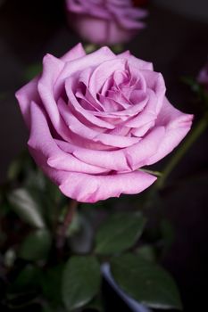 Pink lilac flower on dark background.