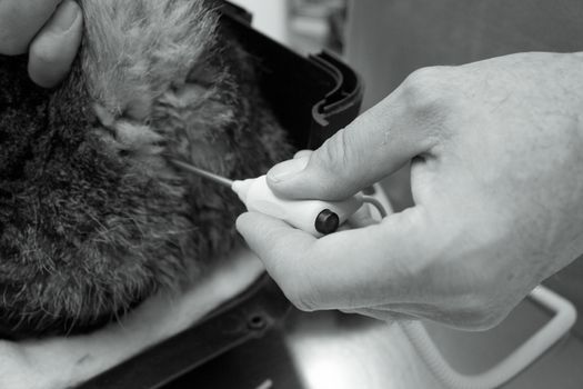 Masculine veterinarian taking a ginger cat temperature
