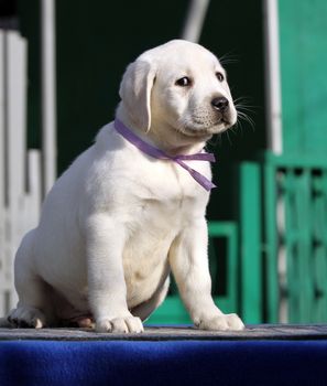 a nice little labrador puppy on a blue background