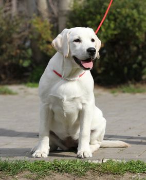 sweet yellow labrador playing in the park