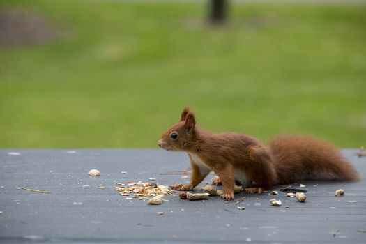 red squirrel looking for seeds and other foods and find peanuts on garden table