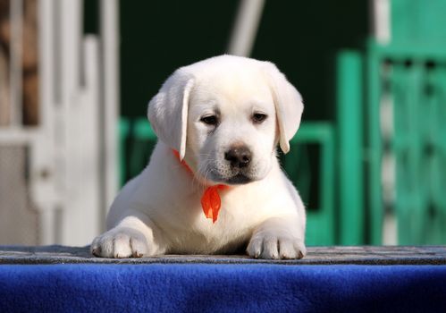 nice little labrador puppy on a blue background