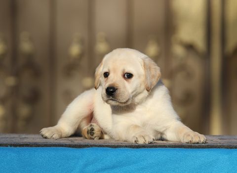 the little labrador puppy on a blue background