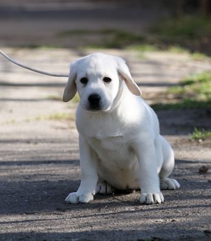 the yellow labrador playing in the park