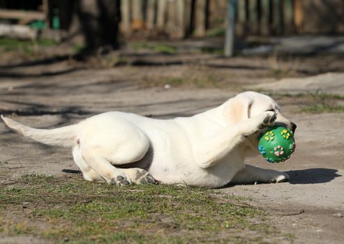 yellow labrador playing in the park