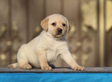 a little labrador puppy on a blue background