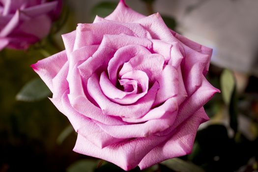 Pink lilac flower on dark background.