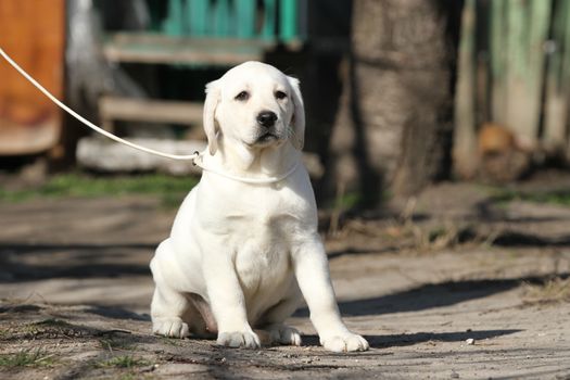 a yellow labrador playing in the park