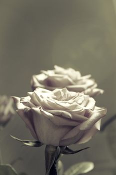 Pink lilac flower on dark background.