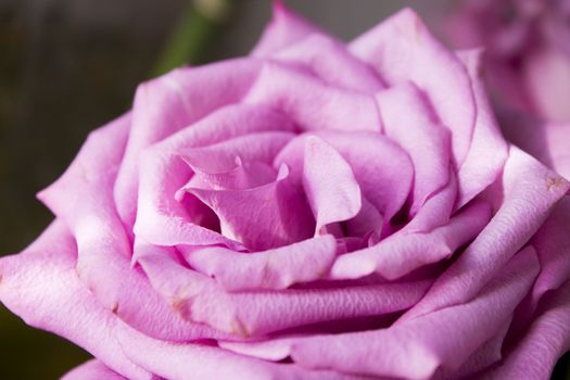 Pink lilac flower on dark background.