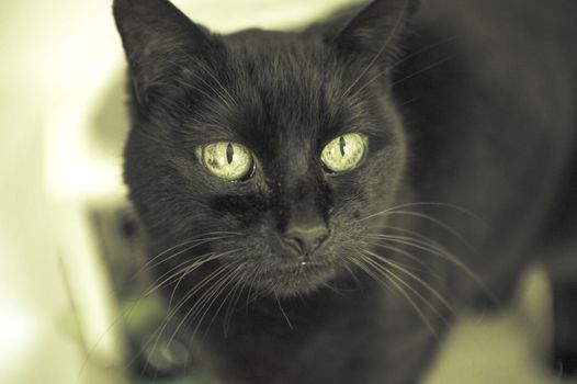 Black cat on alert. No people