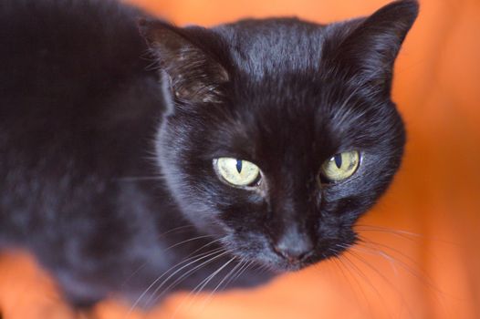 Black cat on alert. No people