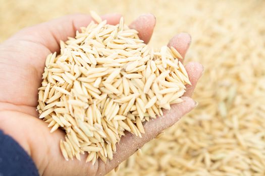 closeup farmer hand holding rice seeds for sowing in the field