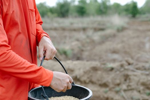 closeup farmer hand holding rice seeds for sowing in the field