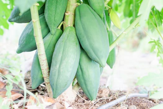 Green papaya fruit on tree branch