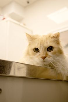 Long haired cat on the table of the veterinary clinic