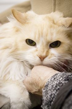 Long haired cat on the table of the veterinary clinic
