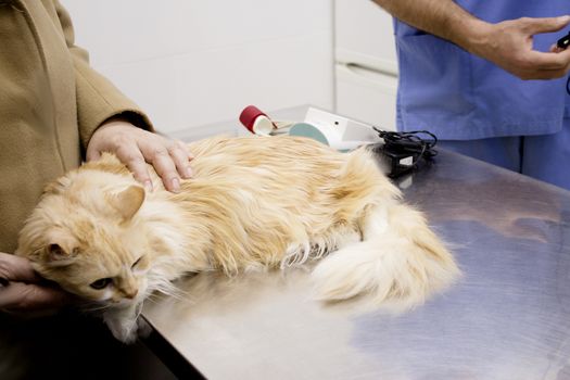 Long haired cat on the table of the veterinary clinic