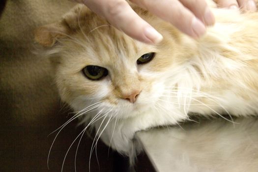 Long haired cat on the table of the veterinary clinic