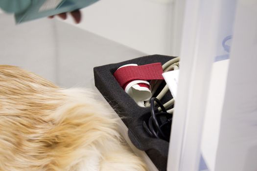 Long haired cat on the table of the veterinary clinic