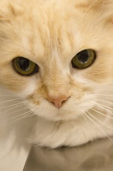 Long haired cat on the table of the veterinary clinic