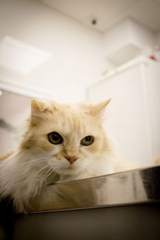 Long haired cat on the table of the veterinary clinic