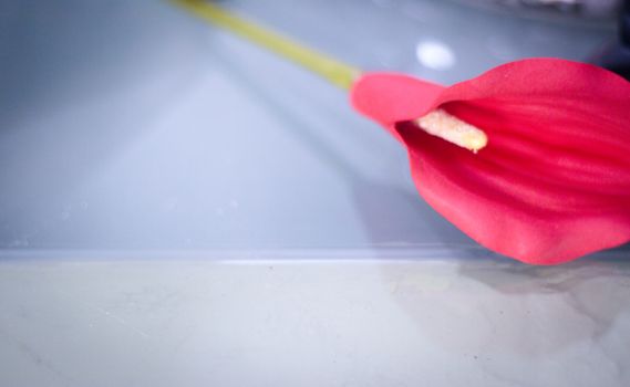 Red flower on transparent background. Serenity and relax concept