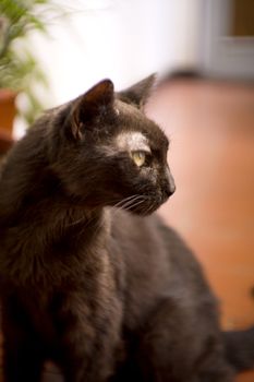 Black cat of 17 years with diabetes. No people