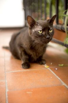 Black cat of 17 years with diabetes. No people