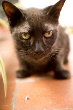 Black cat of 17 years with diabetes. No people