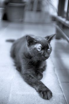 Black cat of 17 years with diabetes. No people