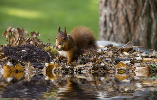 red squirrel looking for seeds and other foods with reflection in the water