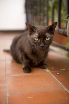 Black cat of 17 years with diabetes. No people