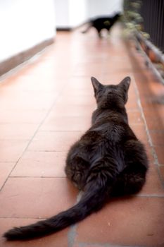 Black cat of 17 years with diabetes. No people