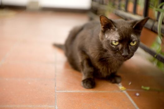 Black cat of 17 years with diabetes. No people
