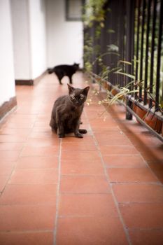 Black cat of 17 years with diabetes. No people