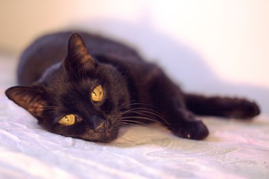 Senior black cat lying on the bed. No people