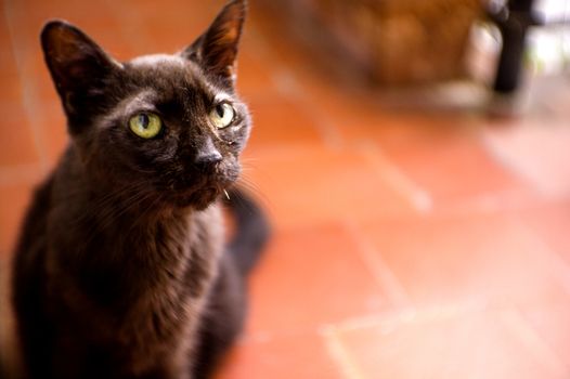 Black cat of 17 years with diabetes. No people