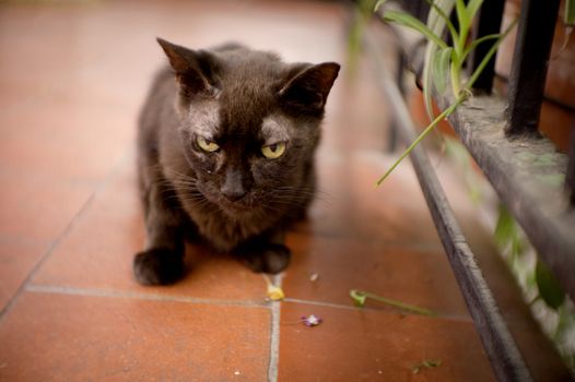 Black cat of 17 years with diabetes. No people