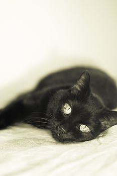 Senior black cat lying on the bed. No people