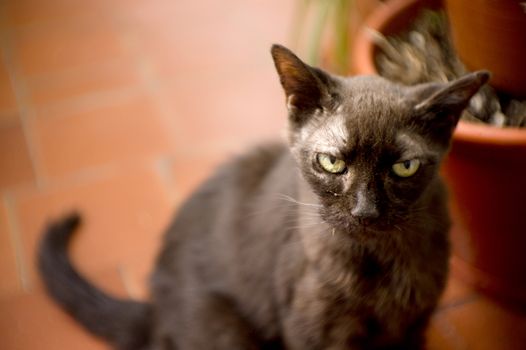 Black cat of 17 years with diabetes. No people