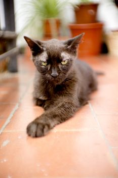 Black cat of 17 years with diabetes. No people