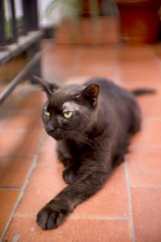 Black cat of 17 years with diabetes. No people