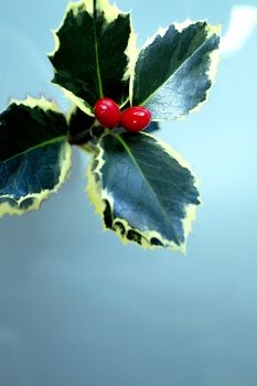 Typical Christmas plant. Holly on neutral background