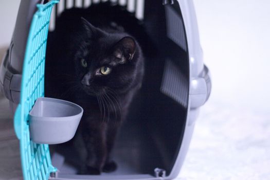 Large pet carrier with black defocused cat