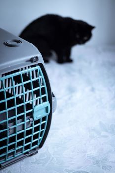 Large pet carrier with black defocused cat