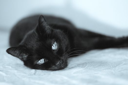 Senior black cat lying on the bed. No people