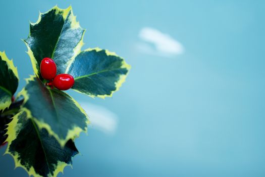 Typical Christmas plant. Holly on neutral background