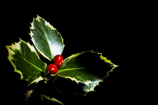 Typical Christmas plant. Holly on neutral background