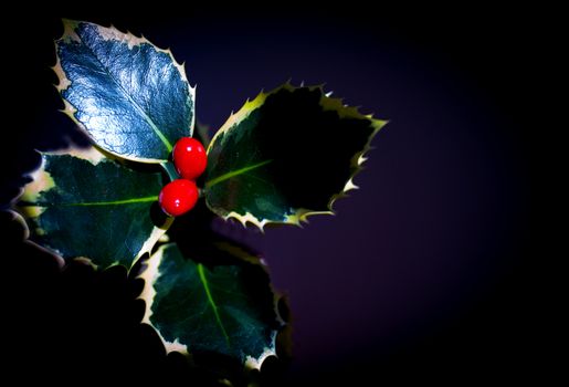 Typical Christmas plant. Holly on neutral background